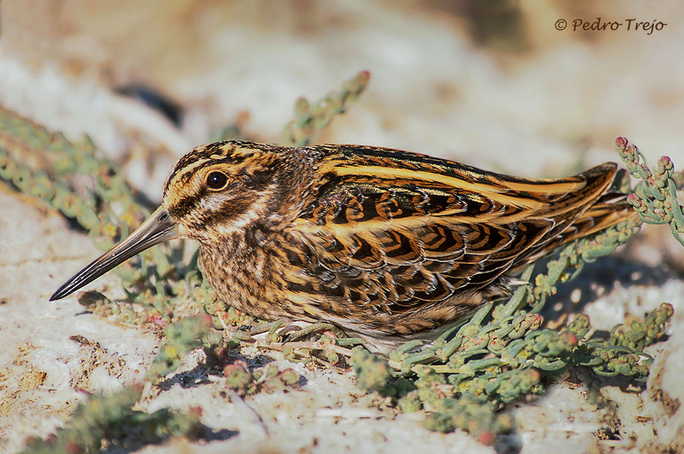 Agachadiza chica (Lymnocryptes minimus)